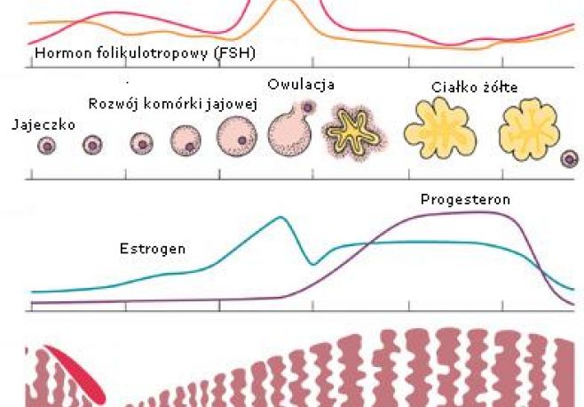 Jak Przebiega Cykl Miesiączkowy Porady Tipypl 0064